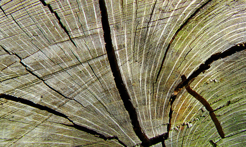 Split crack mold tree stump texture