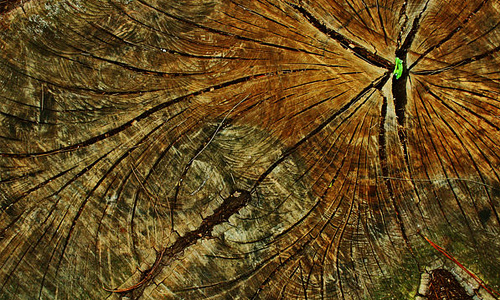 Wrinkle ring tree stump texture