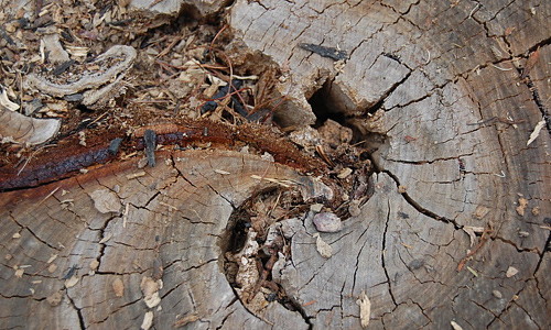 Dirty tree stump texture