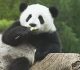 30 Adorable Panda Wallpaper for your Desktop