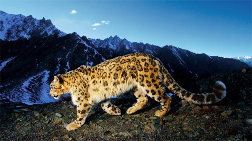 Snow Leopard Prowl wallpapers