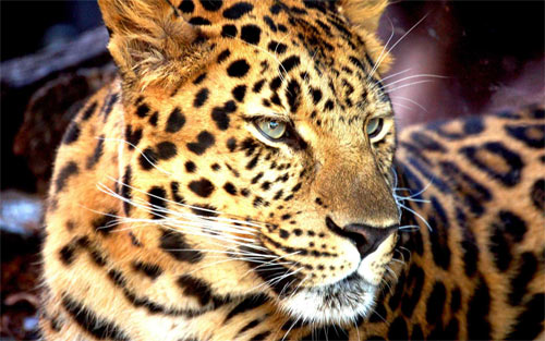 African Leopard wallpaper