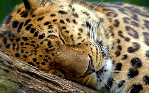 Sleeping Leopard wallpaper