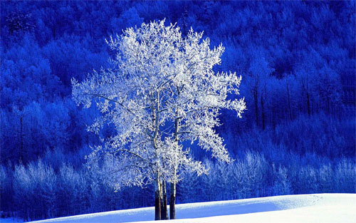 Free Winter Background Wallpaper - NawPic