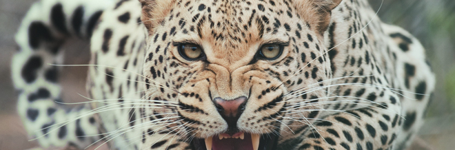33 Fierce Leopard Wallpaper for your Desktop