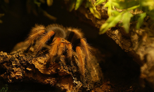 Brachypelma boehmei tarantula wallpapers