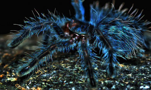 Blue tarantula wallpapers