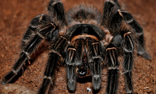 Lasiodora parachybana tarantula wallpapers