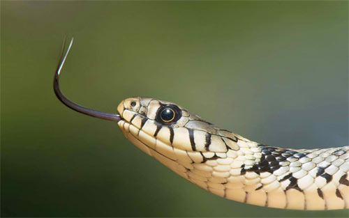 European-Grass-Snake