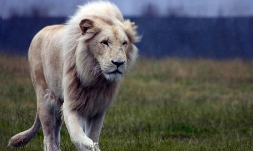 Prowl white lion