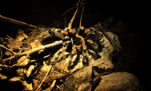 Magnificent tarantula wallpapers