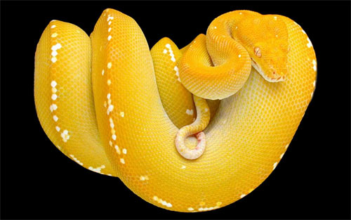 Yellow Tree Snake