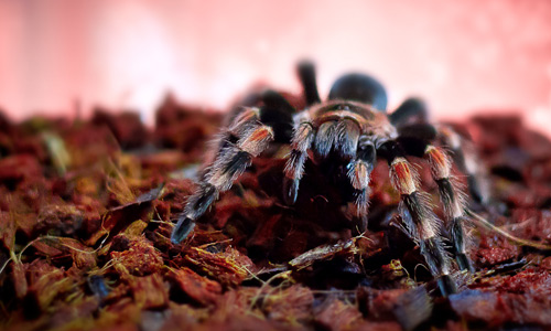 Smithi tarantula wallpapers