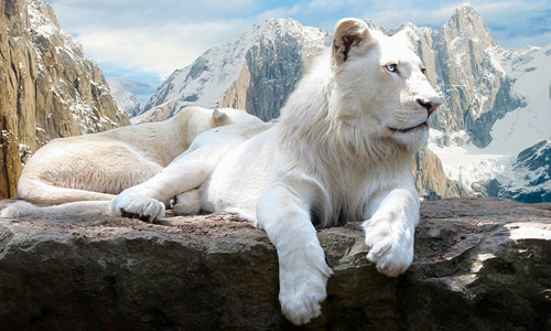 Snow white lion