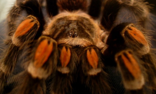 Brachypelma Auratum tarantula wallpapers