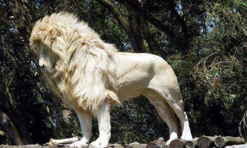 Amazing white lion