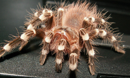 Brown tarantula wallpapers