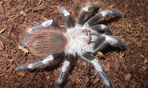 Nhandu chromatus tarantula wallpapers