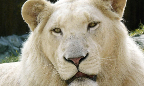 Majestic white lion