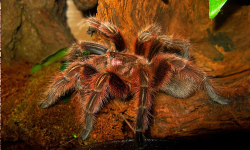 Grammostola Rosea tarantula wallpapers