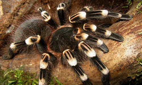 Acanthoscurria Geniculata tarantula wallpapers