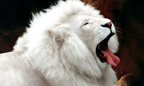Yawning white lion