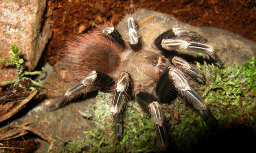 Nhandu Chromatus tarantula wallpapers