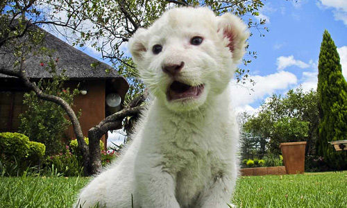 Cute cub white lion