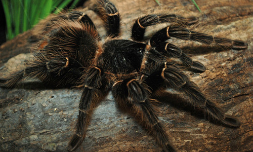 Large Red Spider With Orange Legs On Some Wood Background, Picture Tarantula  Background Image And Wallpaper for Free Download