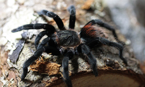 Mexican Red Rump tarantula wallpapers