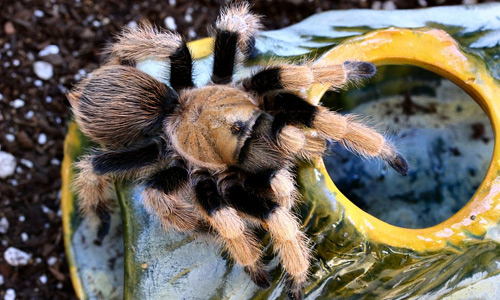 Amazing tarantula wallpapers