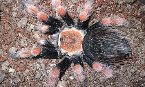 Brachypelma Boehmei tarantula wallpapers