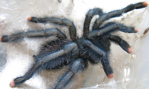 Black tarantula wallpapers