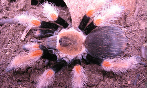 Aphonopelma schmidti tarantula wallpapers