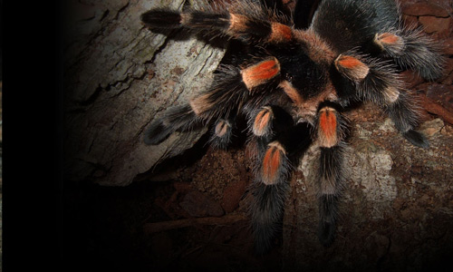 Brachypelma smithi tarantula wallpapers