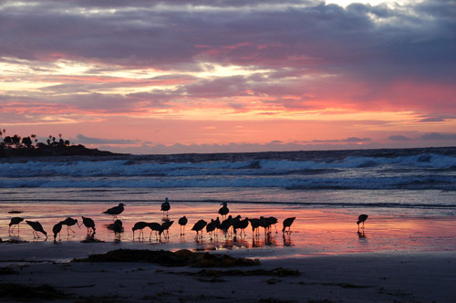 Bird Beach