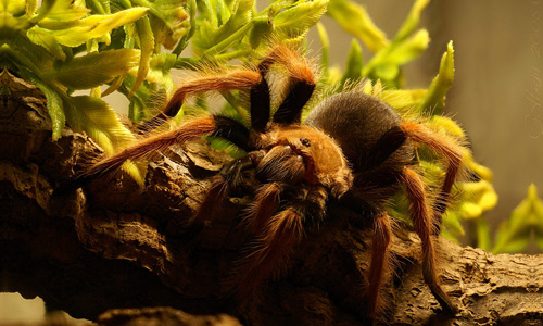 Brown tarantula wallpapers