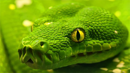 Snake - Green Emerald Boa wallpapers
