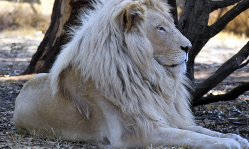 Lying white lion