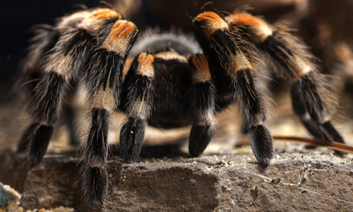 Beautiful tarantula wallpapers