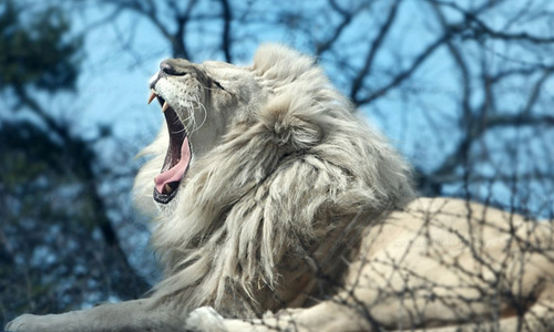 Roaring white lion