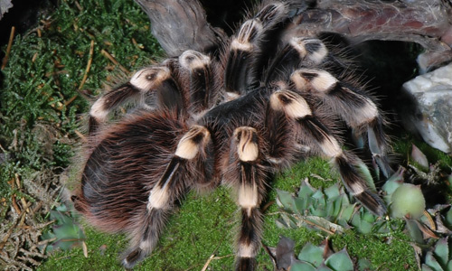 Stunning tarantula wallpapers