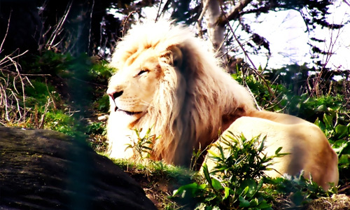 Beautiful white lion