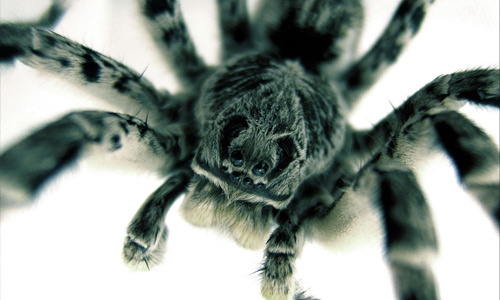 Close up tarantula wallpapers