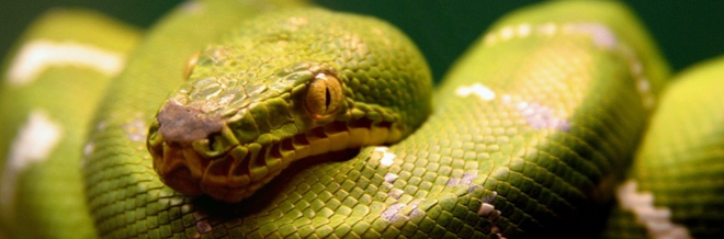 Green snake, art, green, light, snake, HD wallpaper | Peakpx