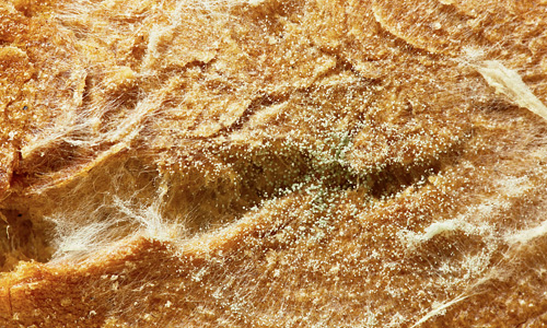 Mold mushroom free bread textures download