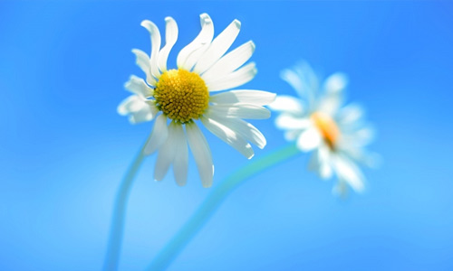 White daisy flowers hi resolution wallpapers