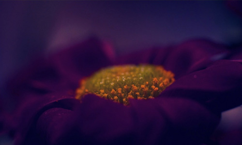 Violet macro flowers hi resolution wallpapers