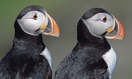Atlantic puffins free birds wallpapers