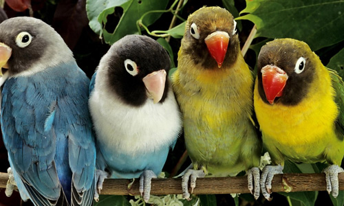 Parrot free birds wallpapers